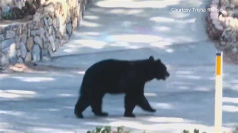Residents upset after bear purportedly shot in San Bernardino Mountains