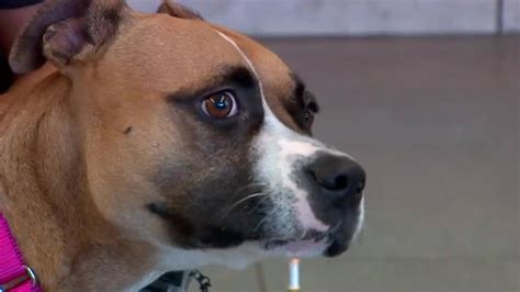 Resilient dog Candy, recovering after being shot in Hallandale Beach, seeks loving home to avoid euthanasia