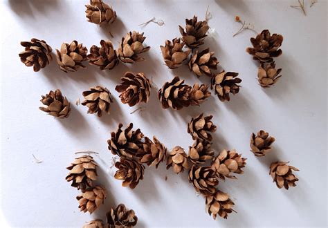 Resin Pine Cones - Etsy Singapore