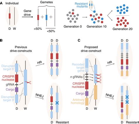 Resistance to a CRISPR-based gene drive at an evolutionarily