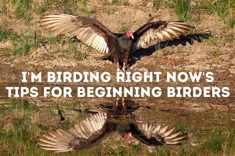 Resources for Beginning Birding