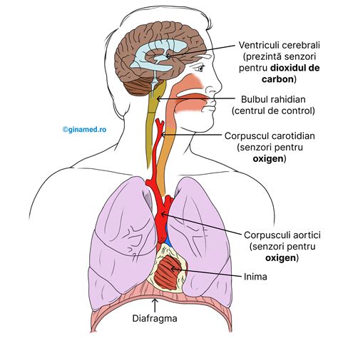 Respirația - GinaMed
