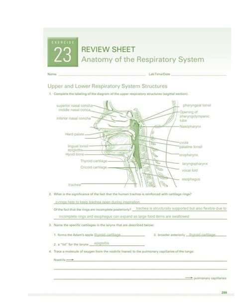 Respiratory Key Review Anatomy System Answers