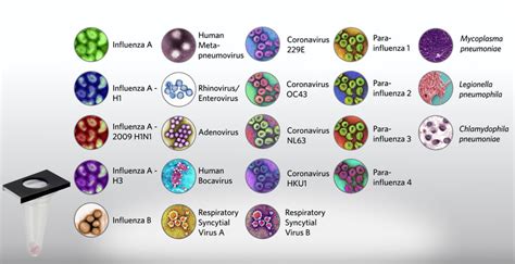 Respiratory Pathogen Panel (RPP) Quick Test Lab Diagnostics