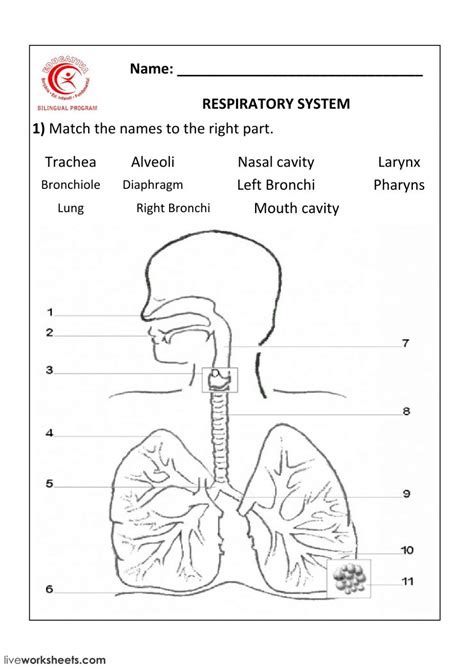Respiratory Structure Worksheet