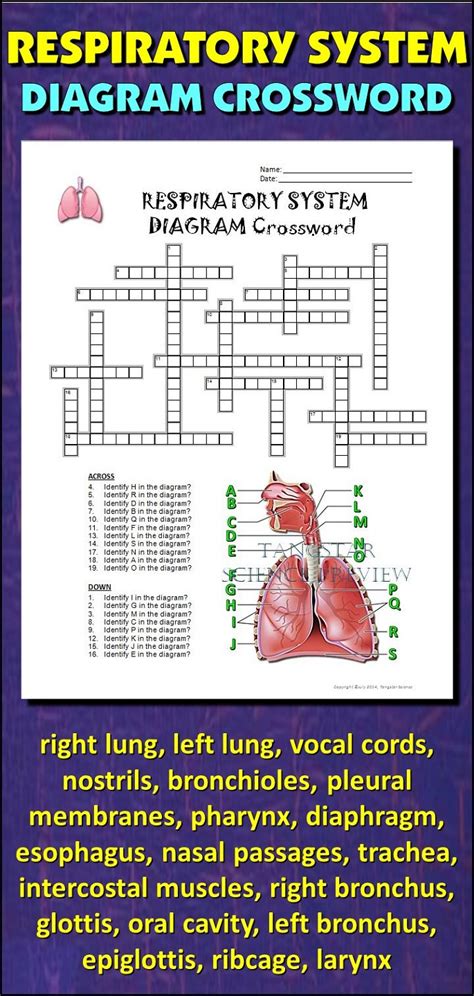 Respiratory System Bogglesworldesl Answer Sheet