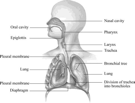 Respiratory System Diagrams To Label Human Respiratory System Diagram
