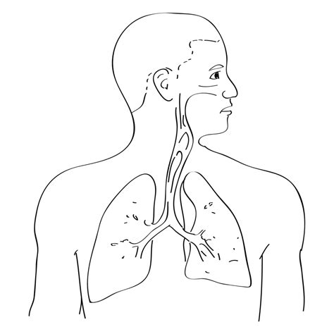 Respiratory System Outline Drawing