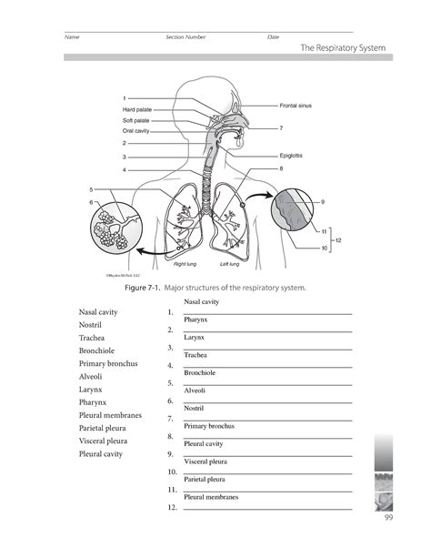 Respiratory System Worksheet Answer Key