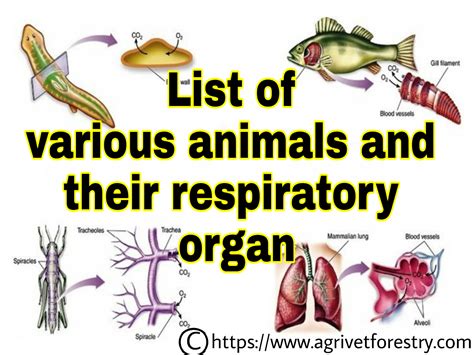 Respiratory organs in different animals - SlideShare