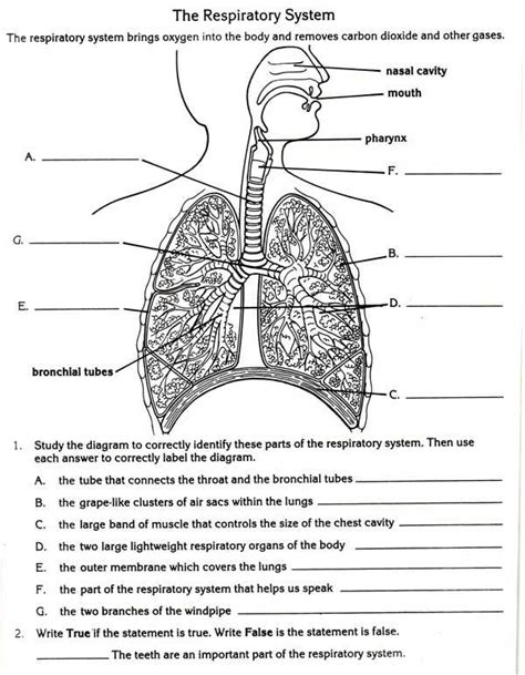 Respiratory review a workbook and study guide. - Nec dtl 12d 1 user guide.