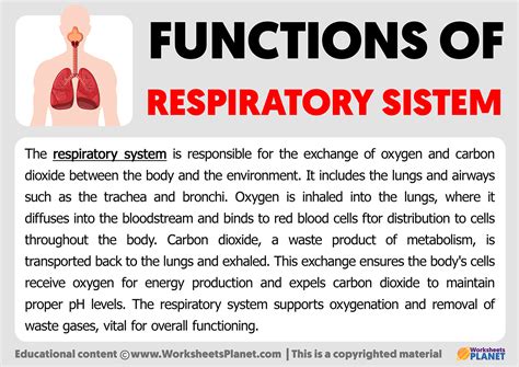 Respiratory system flashcards.  Oct 29, 2025 · Understand the components and functions ...