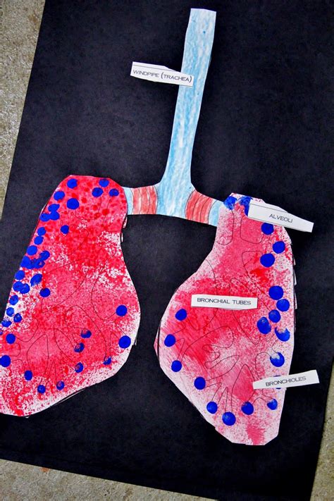 Respiratory system hands on activities.  These hands-on activities use Sesa...