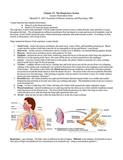 Respiratory system lesson plan study guide. - Macbeth study guide questions act 1.