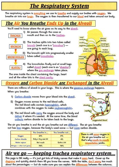 Respiratory system modern biology study guide. - Advanced organic chemistry part a solutions manual.