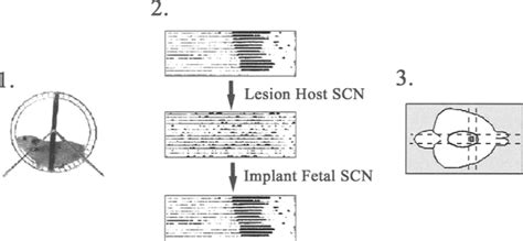 Restoration of Circadian Rhythmicity by Transplants of SCN ...