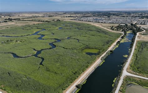 Restored Delta tidal marsh fights climate change and attracts wildlife, native species