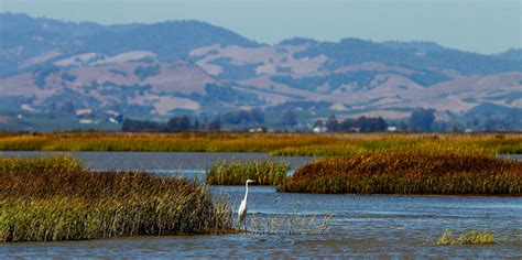 Restoring San Francisco Bay wetlands, one industrial salt pond at a time