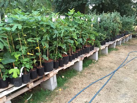 Fruit Trees. Multi Grafted Fruit Trees; All Interspecific Hybrids. Nectaplum; Peacotum; Pluerry; Pluot; Cherry-Plum; Aprium; Apple; Apricot; Asian Pear; Cherry; Cherry-Plum; Chinese Haw; Figs (In Stock) Figs (2023 …. 