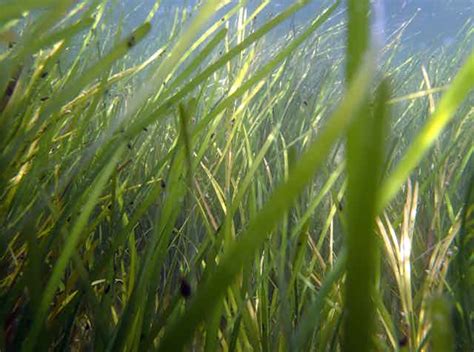 Restoring seagrasses can bring coastal bays back to life …