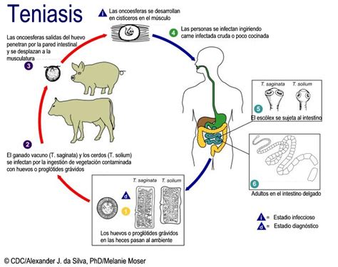 Resumen para - Taenia Solium Enfermedad Teniasis por tenia