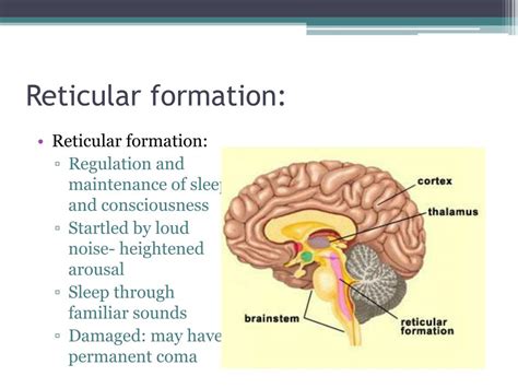 Reticular Formation Brain Diagram