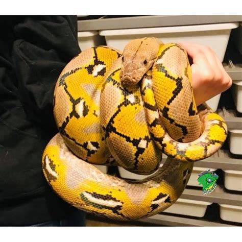 Reticulated Pythons For Sale Reticulated Python Breeders - Reptify