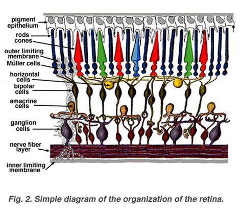 Retina The Fundamentals