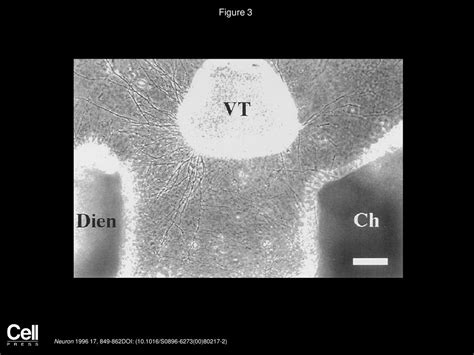 Retinal Axon Growth at the Optic Chiasm: To Cross or Not