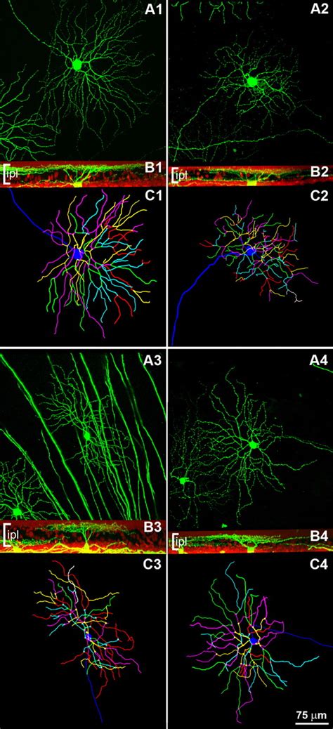 Retinal ganglion cells maintain survival and ... - ARVO Journals