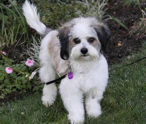 Adopt Us! See below for the most up-to-date list of Havanese available for adoption from HALO. Or to view our adoptable dogs directly on the Petfinder website, click here. Adopt Us! before applying adoption process. 