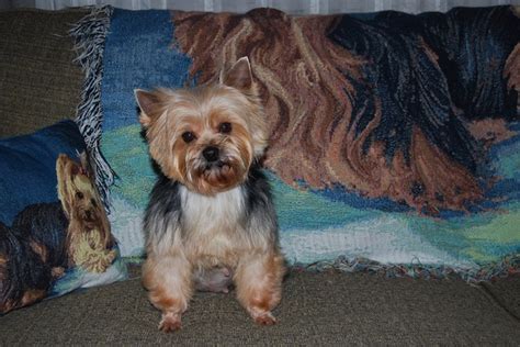 Retired yorkies for adoption. Things To Know About Retired yorkies for adoption. 