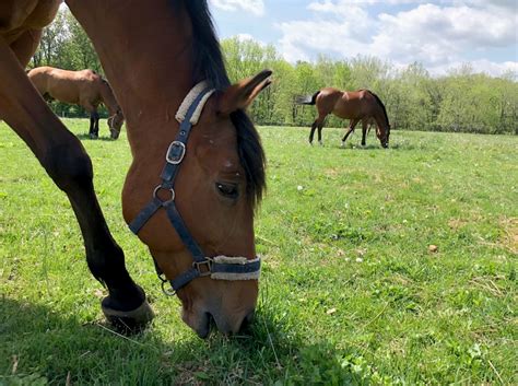 Retirement pastures for horses.  Learn more about our horse boarding services.  Give ...