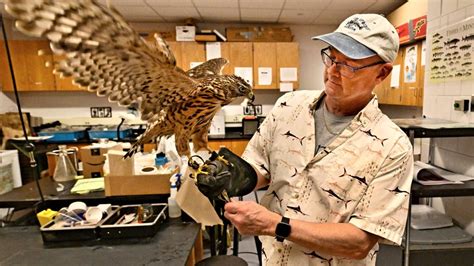 Retiring Stillwater Area High School teacher, falcon expert Andy Weaver ‘brought science to life’