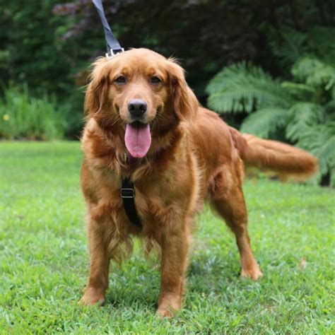 Retriever rescue pa.  She&rsquo;s a 10 month old purebred golden retriever.  is not your standard ...