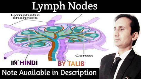 Retroperitoneal lymph nodes in hindi.  The lymphatic system that collects t...