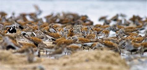 Return of the Sandpiper Science Smithsonian Magazine