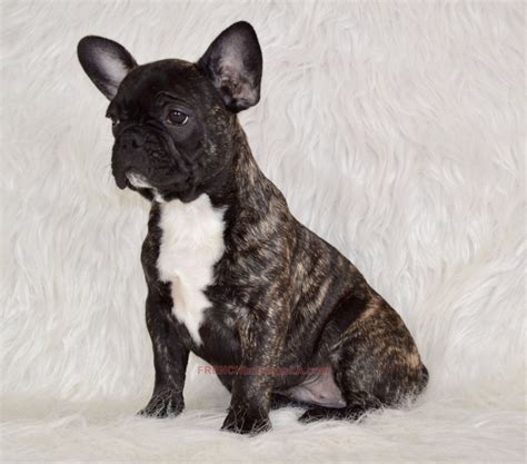 Reverse Brindle French Bulldog Puppies For Sale