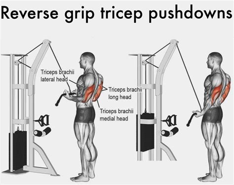 Reverse Grip Tricep Pushdown 101 Form, Benefits & Alternatives!