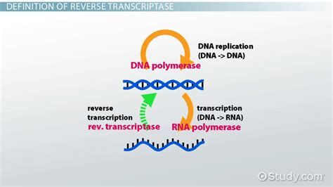 Reverse Transcriptase Definition, Function & Structure Video