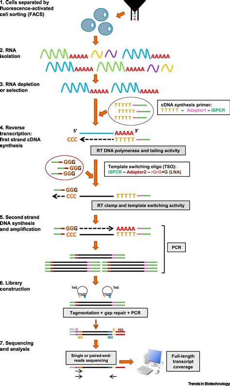 Reverse Transcriptase From Transcriptomics to Genome Editing Trends