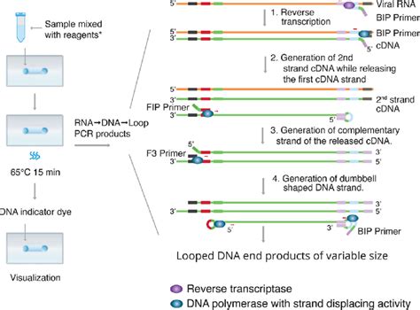 Reverse Transcription Loopmediated Isothermal Amplification Reverse