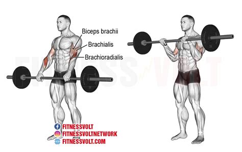 Reverse barbell curl. Things To Know About Reverse barbell curl. 