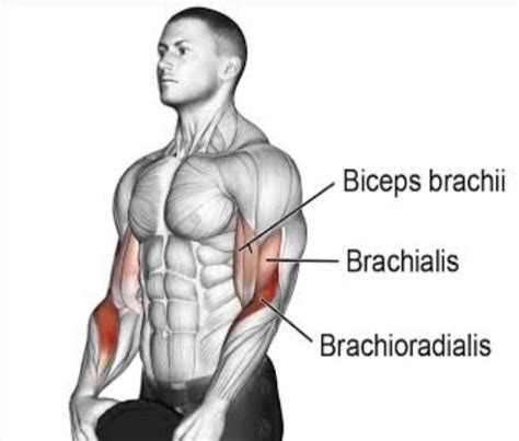 Reverse cable curl muscles worked.  Perfect your technique with our compreh...