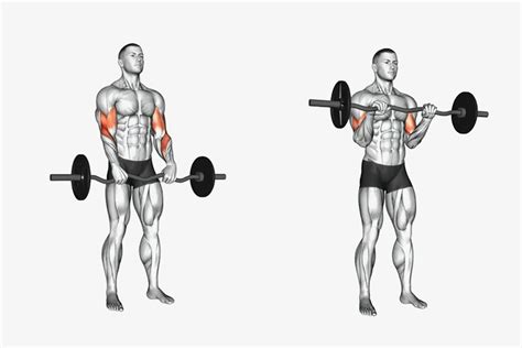 Reverse curl machine.  Perfect your technique with our comprehensive guide.  Se...