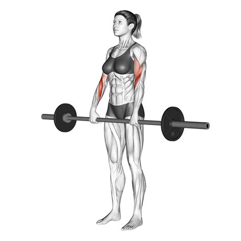 Reverse curls barbell.  Follow our step-by-step instructions and tips.  Also learn about the b...