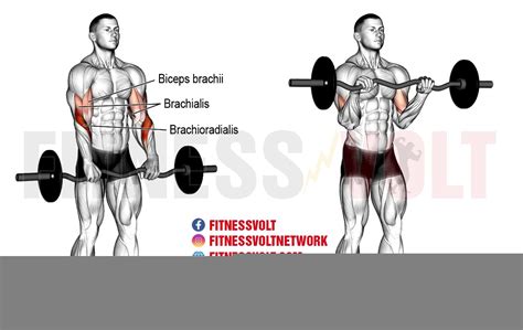Reverse forearm curl.  Keep your Conclusion The reverse curl is a must-hav...