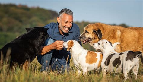 Revier FüR Hunde - einen hund haben