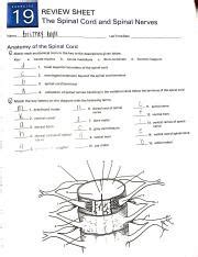 Review Sheet Exercise 19 Anatomy Manual Answers
