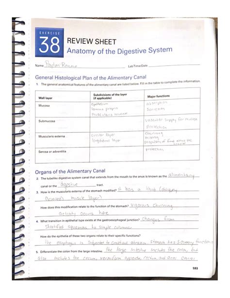 Review Sheet Exercise 38 Anatomy Of The Digestive System Answer Key